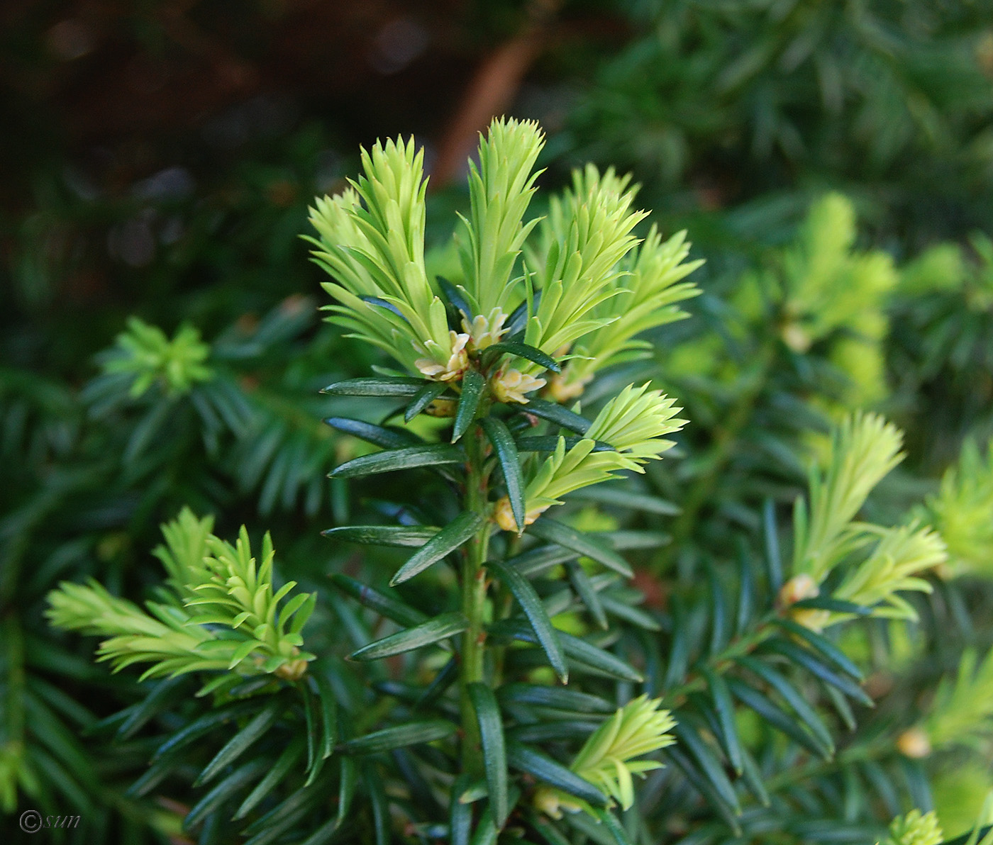 Image of genus Taxus specimen.