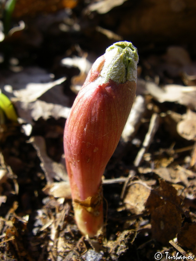 Image of Paeonia daurica specimen.