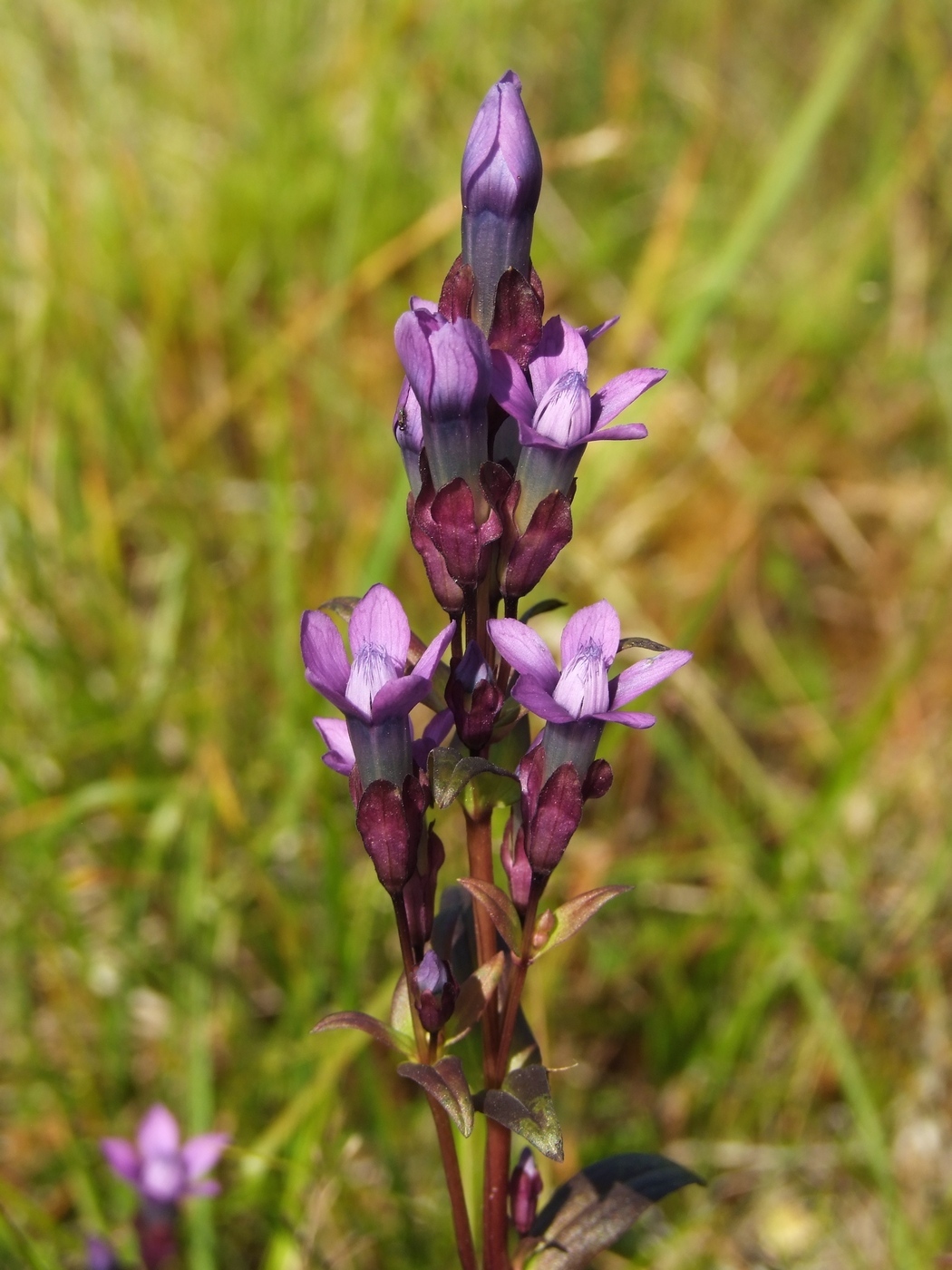 Image of Gentianella auriculata specimen.