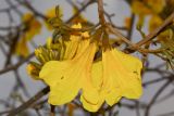 Handroanthus chrysanthus