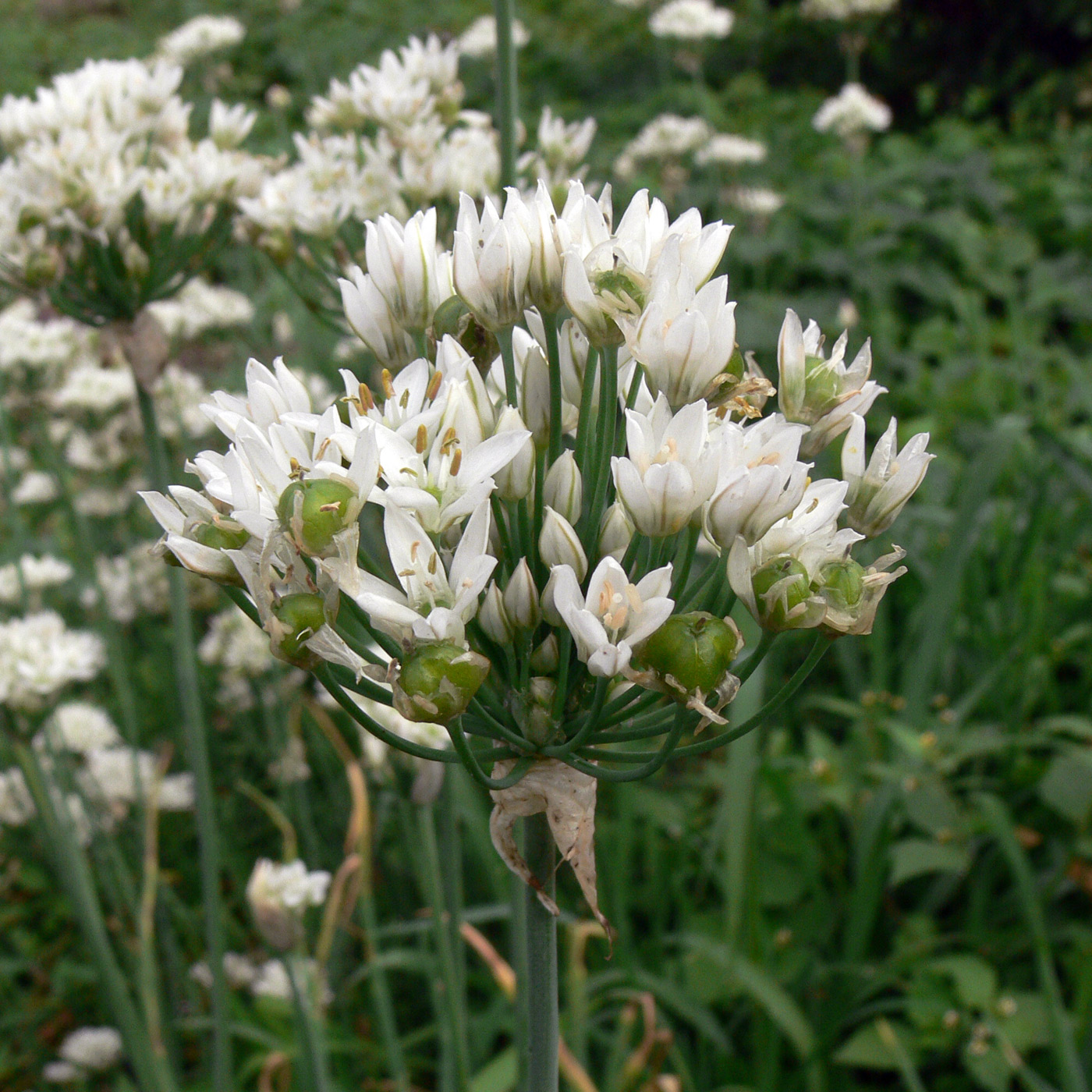 Изображение особи Allium ramosum.