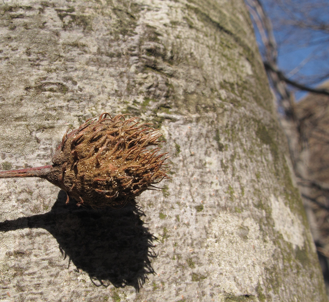 Изображение особи Fagus orientalis.