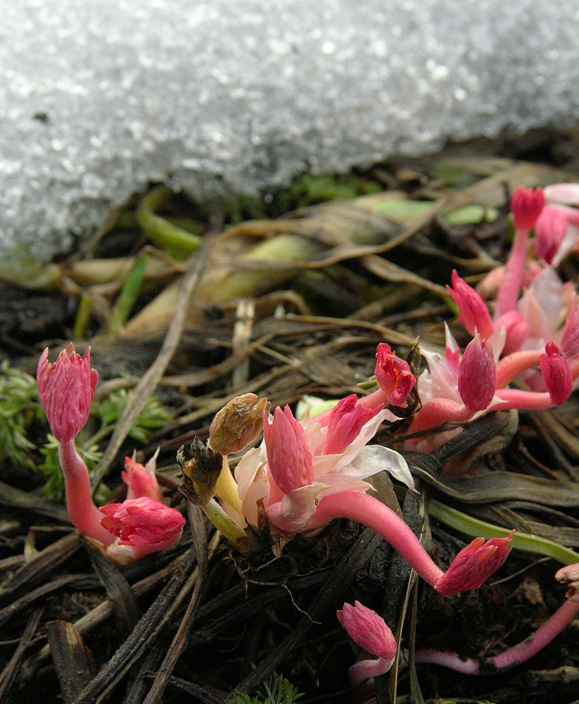 Image of Geranium pratense specimen.