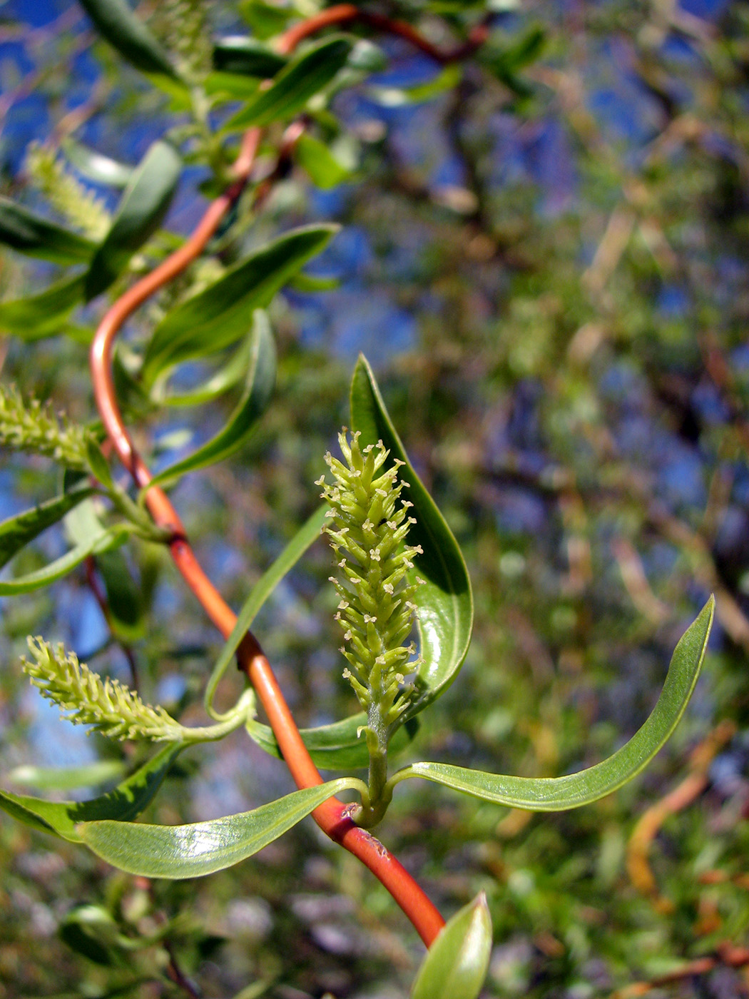 Изображение особи Salix × sepulcralis.
