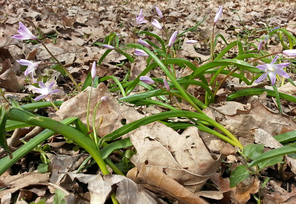 Изображение особи Chionodoxa luciliae var. rosea.