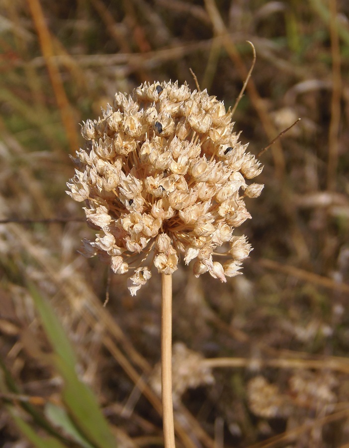 Image of Allium sphaerocephalon specimen.