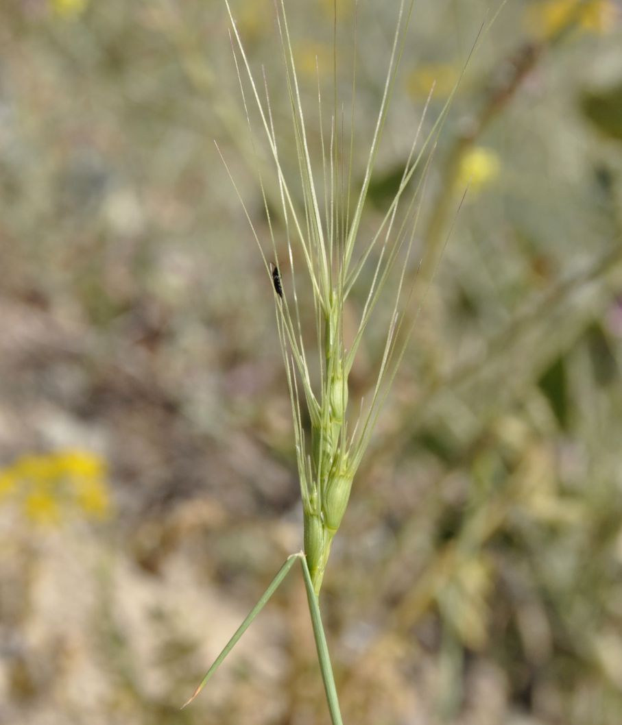 Изображение особи Aegilops triuncialis.