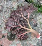Image of taxon representative. Author is Игорь Стяжкин
