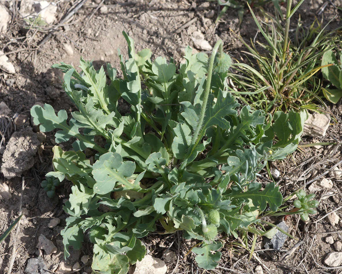 Image of Papaver commutatum specimen.