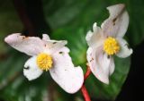 Begonia venusta