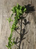 Alliaria petiolata