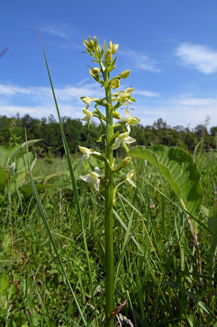 Image of Platanthera × hybrida specimen.