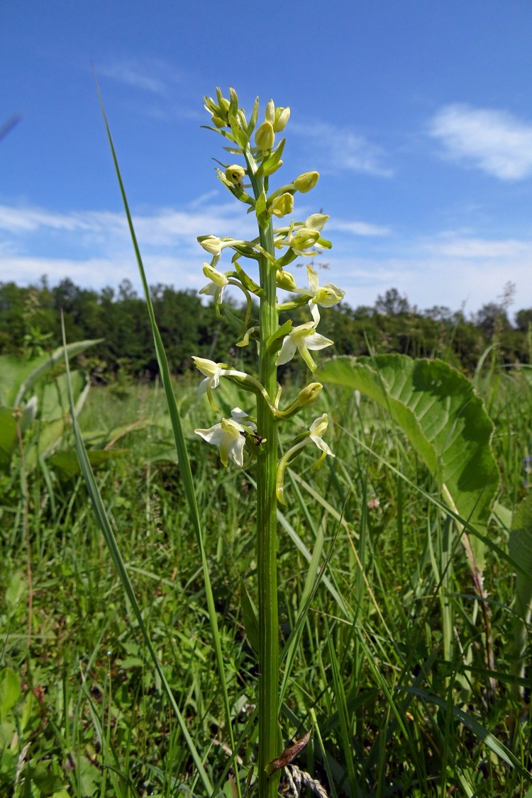 Изображение особи Platanthera &times; hybrida.