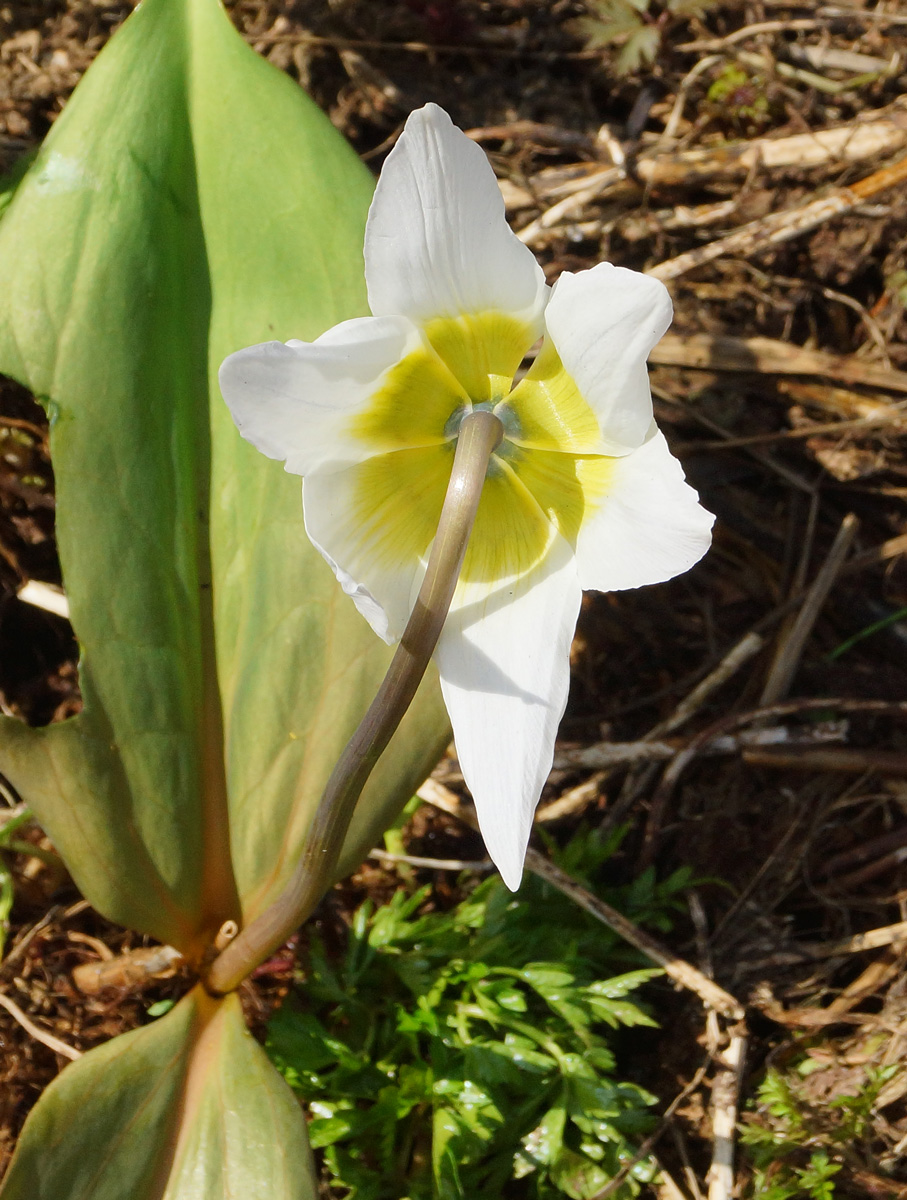 Изображение особи Erythronium krylovii.