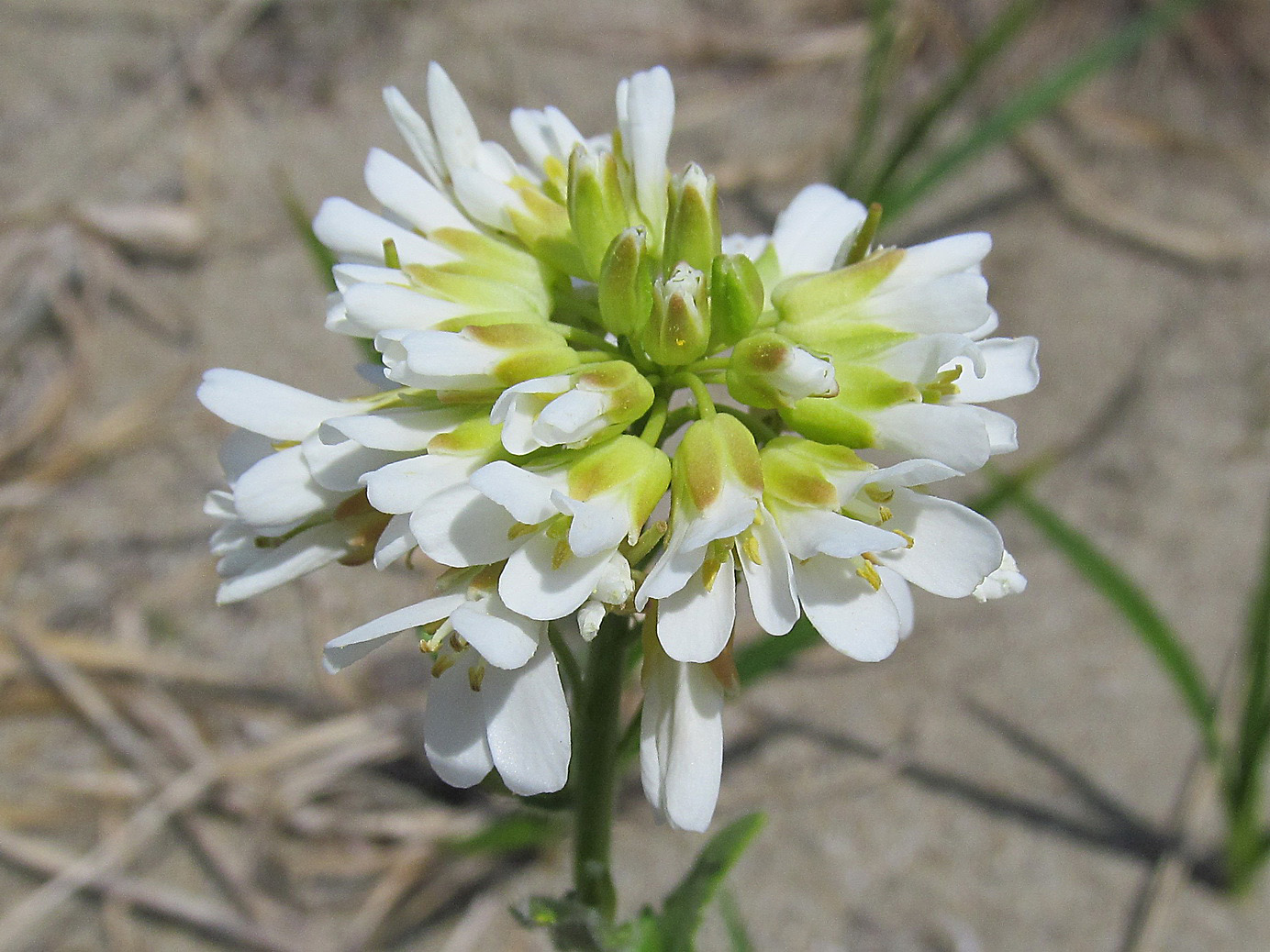 Изображение особи Arabis stelleri.