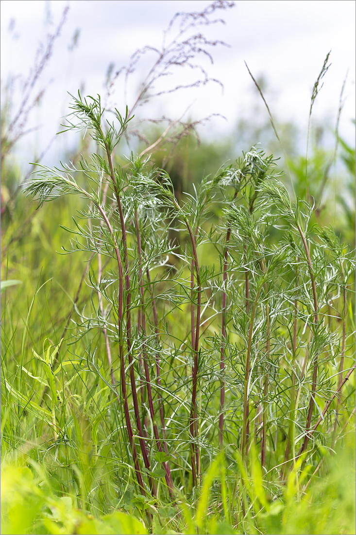 Image of Artemisia campestris specimen.