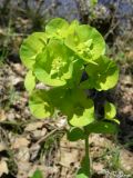 Image of taxon representative. Author is Илья Турбанов