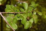 Schotia latifolia