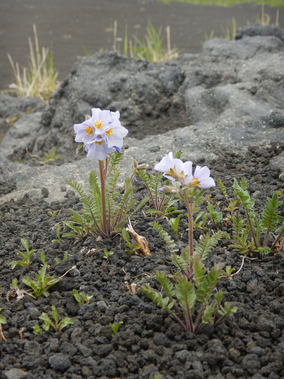 Image of Polemonium boreale specimen.