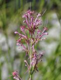 Centranthus longiflorus