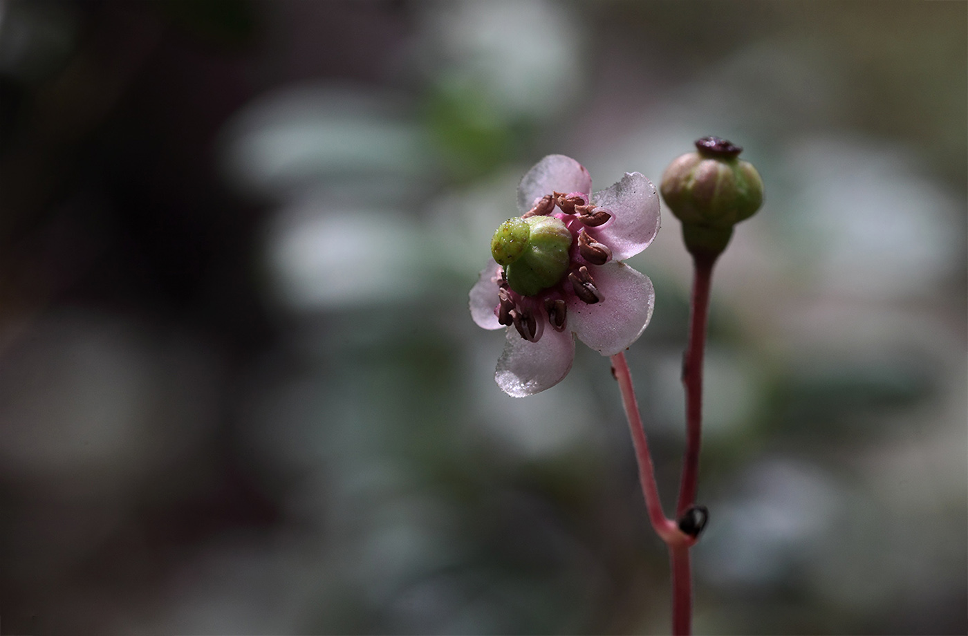 Изображение особи Chimaphila umbellata.