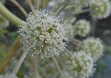 Angelica sylvestris