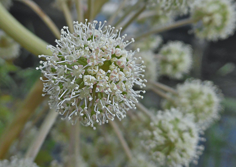 Изображение особи Angelica sylvestris.