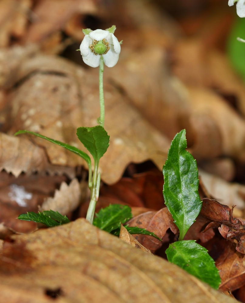 Image of Chimaphila japonica specimen.