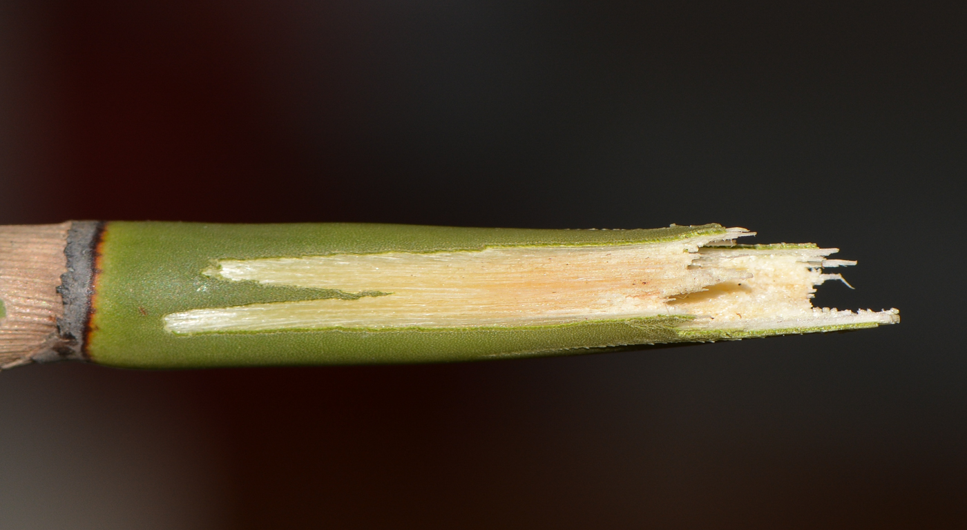 Image of Elegia tectorum specimen.