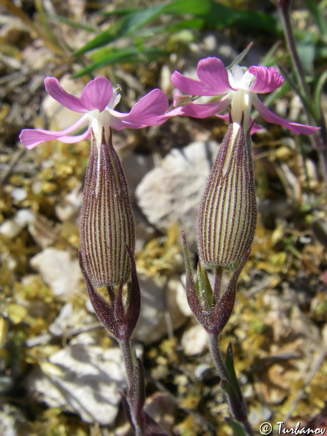 Image of Pleconax subconica specimen.