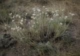 Jurinea stoechadifolia