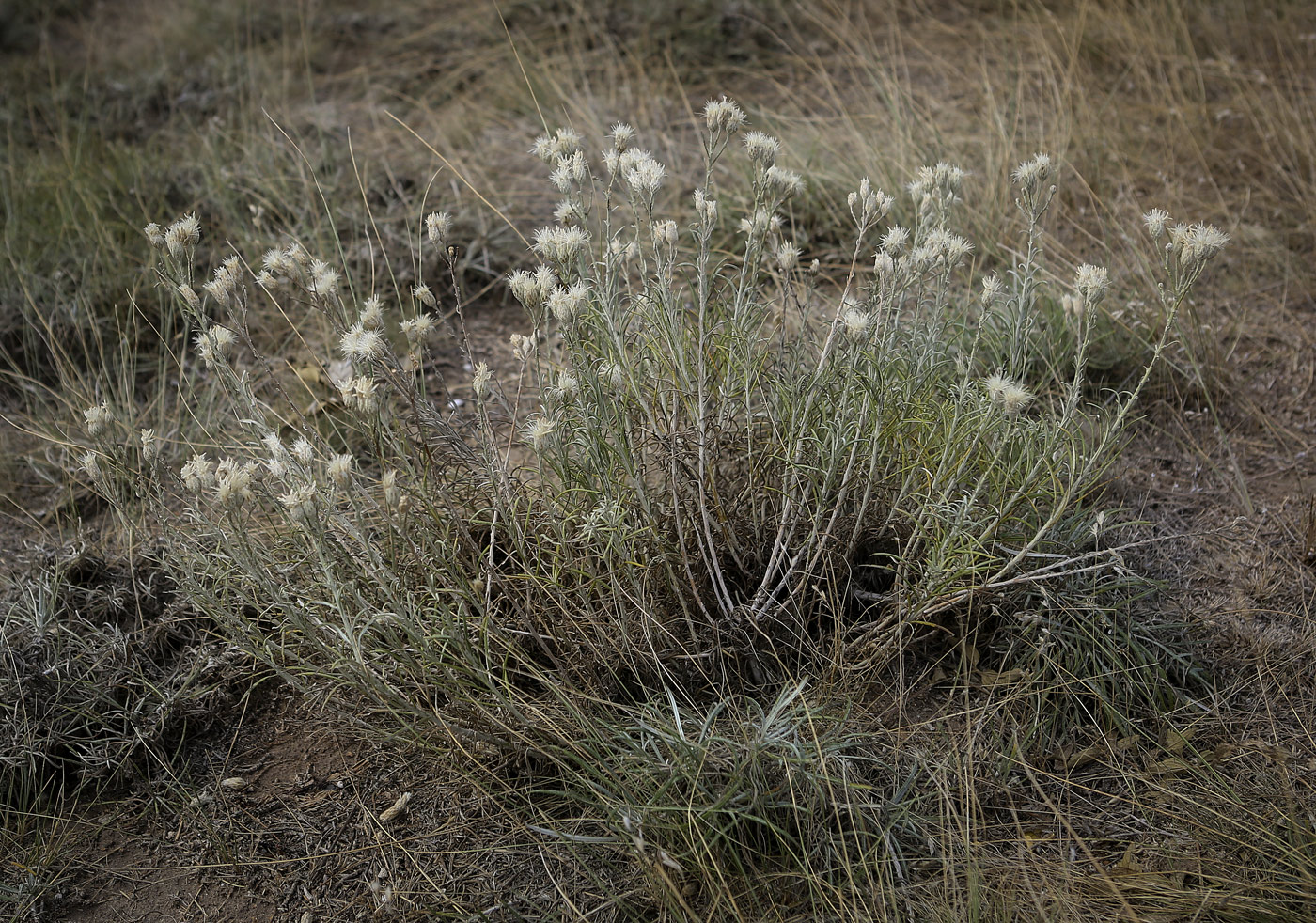 Image of Jurinea stoechadifolia specimen.