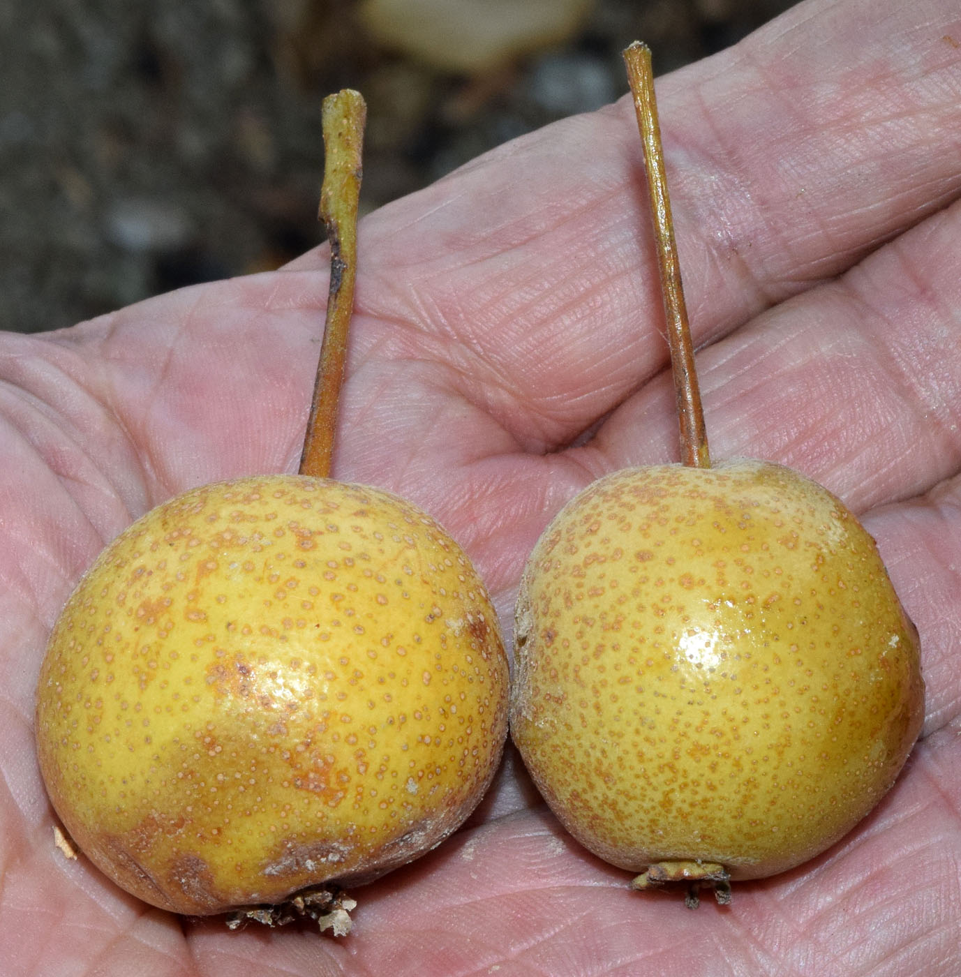 Image of Pyrus turcomanica specimen.