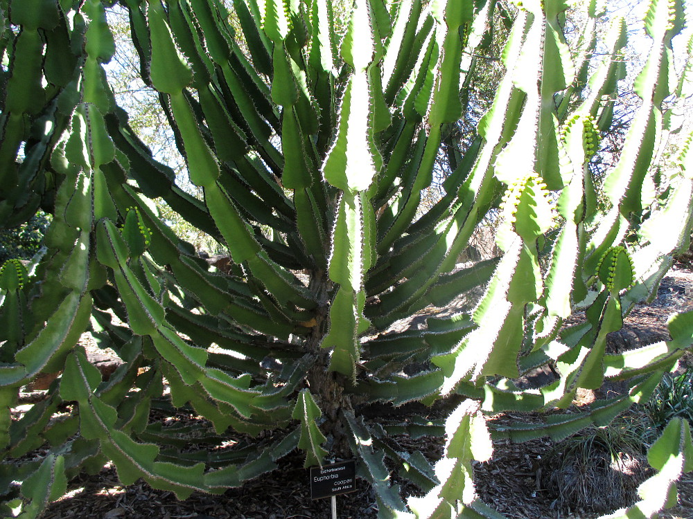 Image of Euphorbia cooperi specimen.