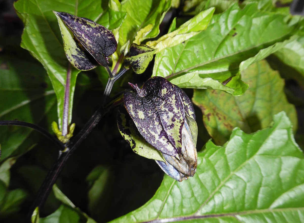 Image of Nicandra physalodes specimen.