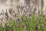 Lavandula dentata. Верхушки побегов с соцветиями. Италия, обл. Тоскана, г. Флоренция, ботанический сад, в культуре. 4 июня 2017 г.