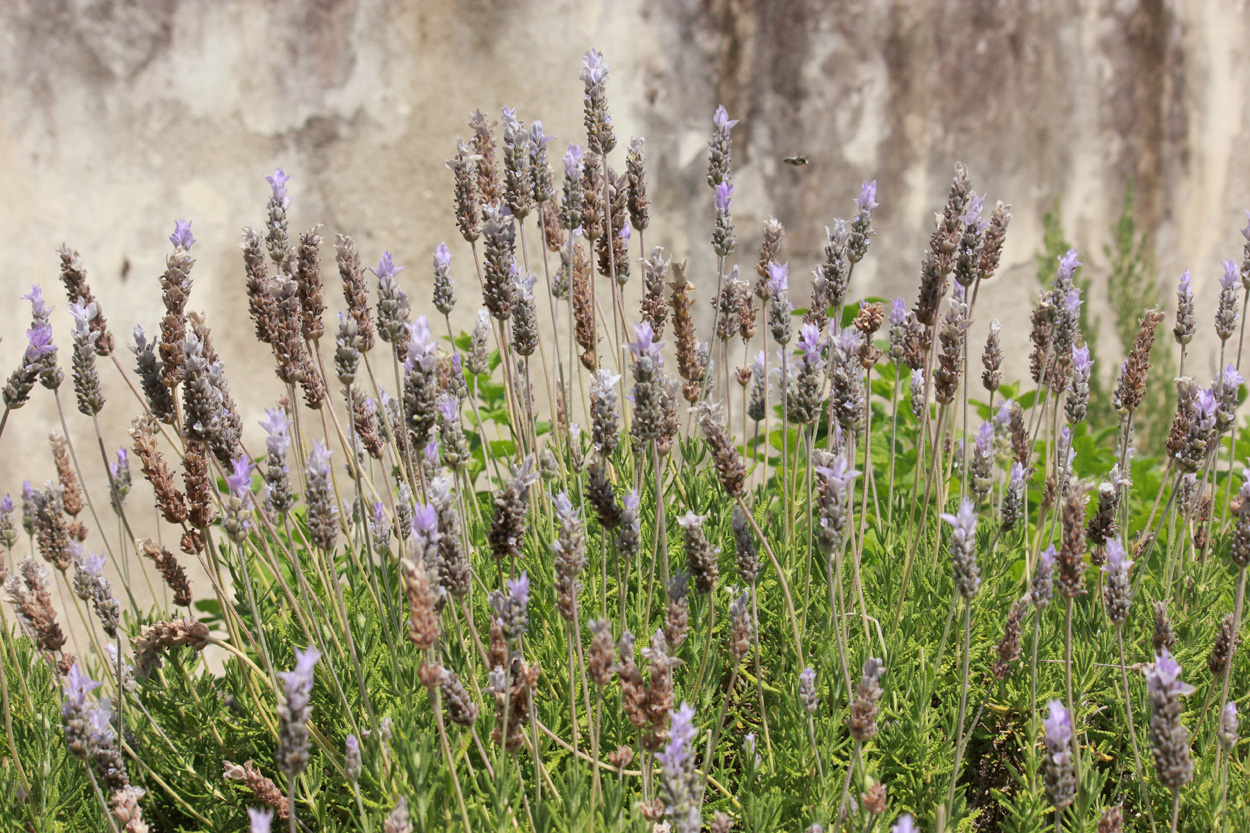 Изображение особи Lavandula dentata.