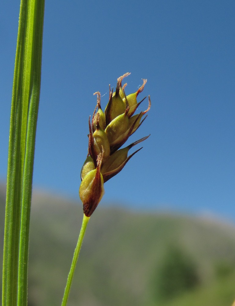 Изображение особи род Carex.