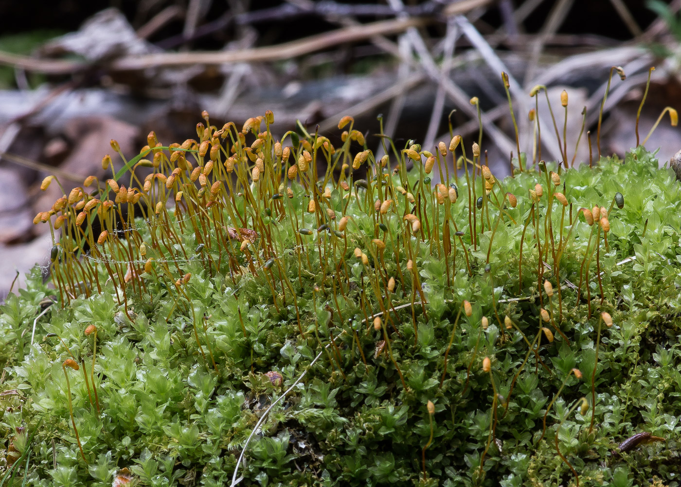 Изображение особи Plagiomnium cuspidatum.