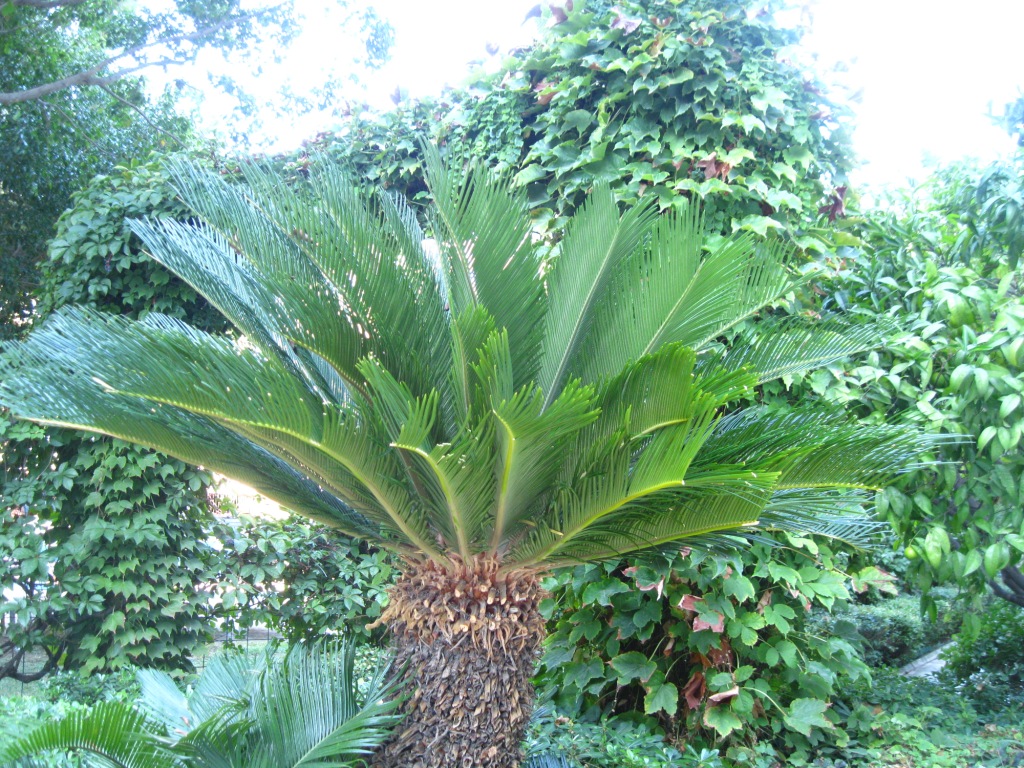 Image of Cycas revoluta specimen.