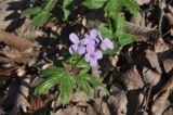 Cardamine quinquefolia. Верхушка цветущего растения. Азербайджан, окр. г. Куба (Губа), лесопарк. 5 апреля 2017 г.