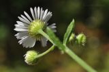 Erigeron annuus. Верхушка побега с соцветиями (вид со стороны обертки). Приморский край, Шкотовский р-н, пос. Подъяпольск, склон, переходящий в овраг. 23.09.2017.