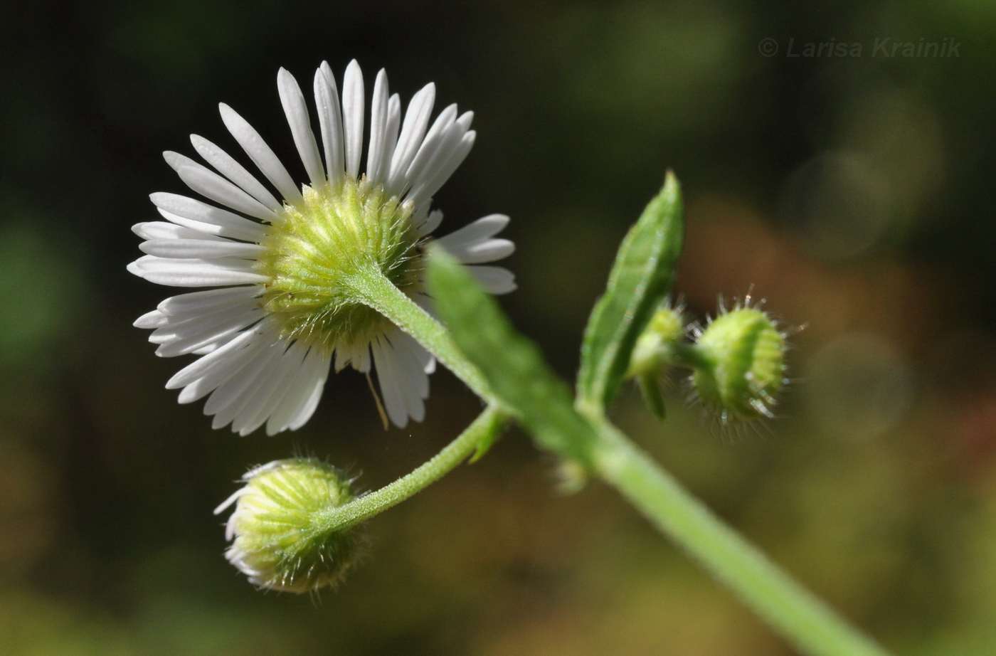 Image of Erigeron annuus specimen.