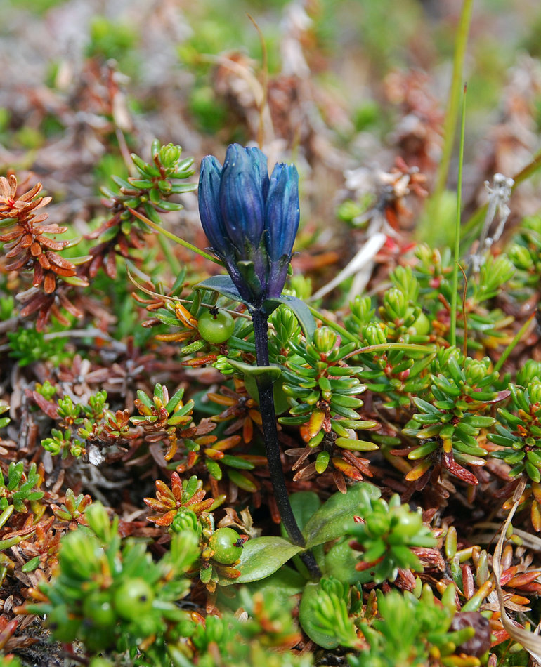 Изображение особи Gentiana glauca.