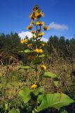 Inula helenium. Цветущее растение. Свердловская обл., окр. г. Североуральск, луг перед сосново-еловым лесом в пос. Третий Северный. 24.08.2007.