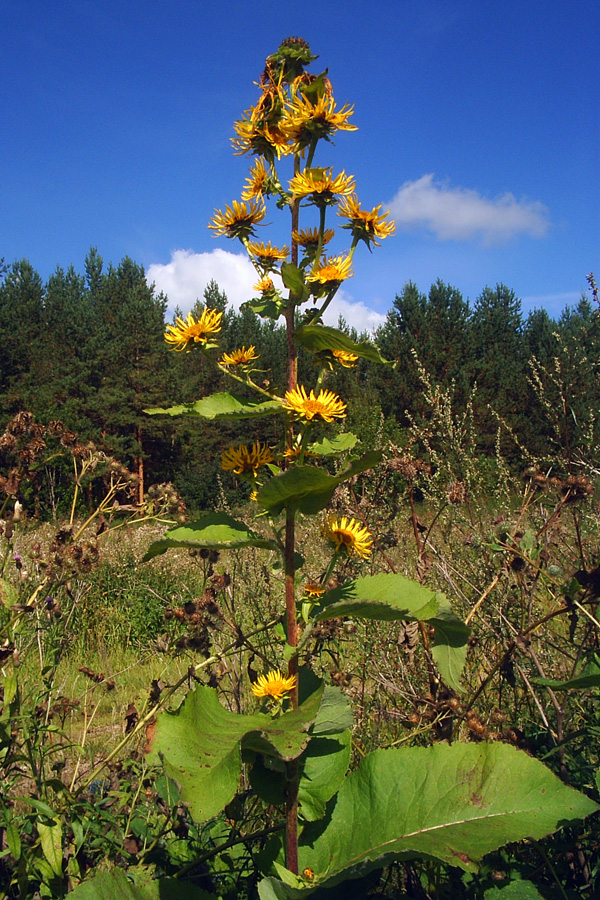 Изображение особи Inula helenium.