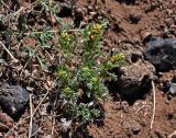 genus Artemisia. Цветущее растение. Монголия, аймак Архангай, вулкан Хэрийин, ≈ 2200 м н.у.м., осыпающийся каменистый склон. 06.06.2017.