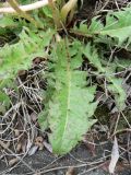 Taraxacum brassicifolium