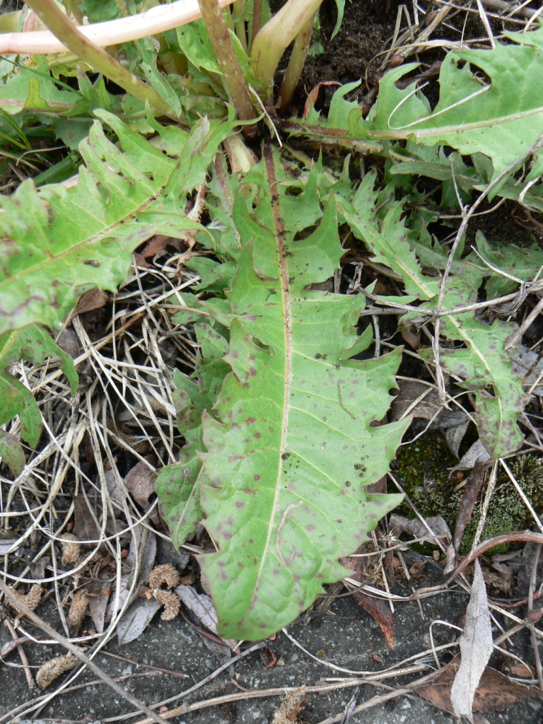 Image of Taraxacum brassicifolium specimen.