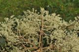 Aralia dasyphylla. Часть соцветия. Южный Китай, пров. Гуанси, округ Лонгшен, межа между рисовыми террасами Дажай. 11.10.2017.